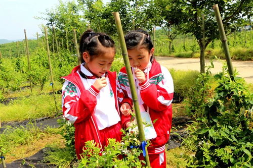 耕读传家 礼润童心——九江市外国语实验小学赴礼涞景区开展劳动教育暨农耕文化传承主题活动